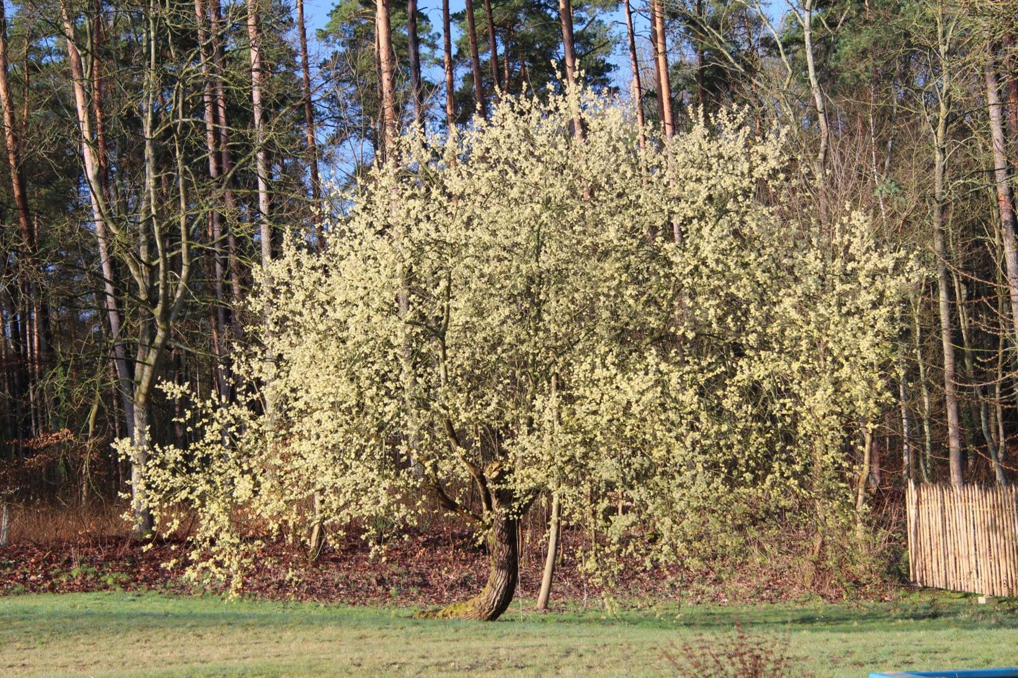 Willa Ferien In Troja Lärz Zewnętrze zdjęcie
